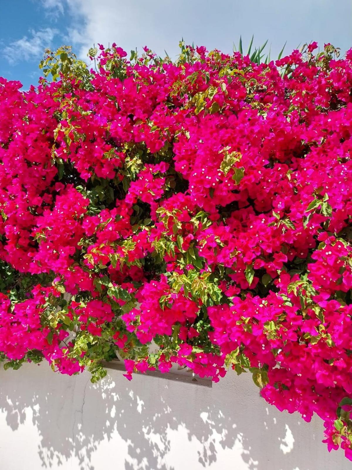 Villa El Salam Campo Mijas 丰希罗拉 外观 照片